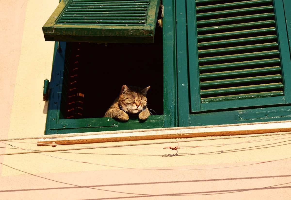 Puntos de escape de gatos en apartamentos y cómo sellarlos